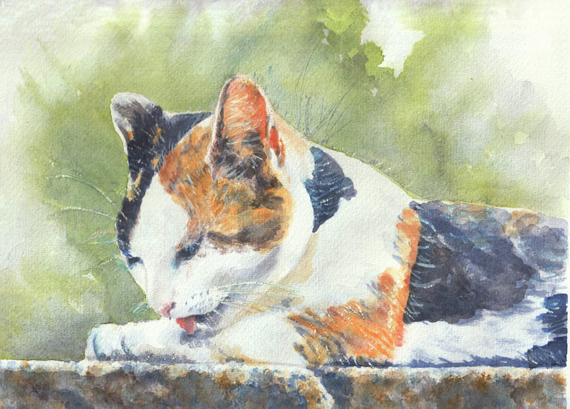 Calico cat portrait in watercolor