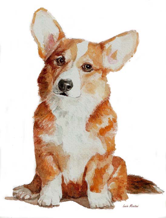 Corgi puppy dog portrait
