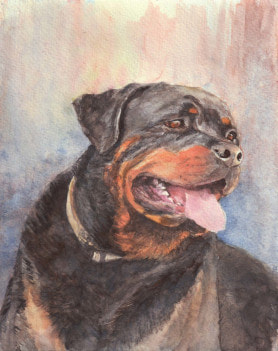Rottweilers dog portrait