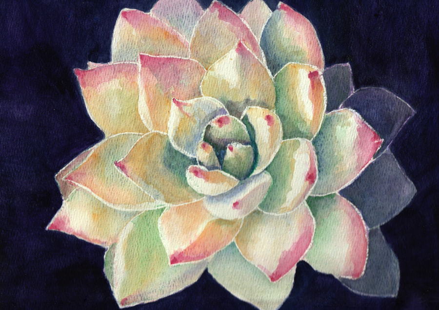 Succulent plant  in watercolor painting