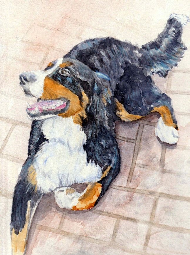 Bernese Mountain dog portrait in watercolor