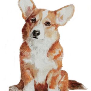 Corgi puppy dog