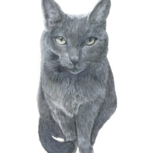 Gray cat