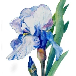 Iris blue flower