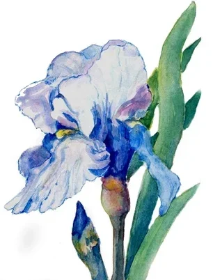 Blue Iris flower