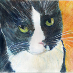 Tuxedo Cat portrait