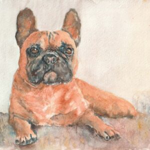 French Bulldog