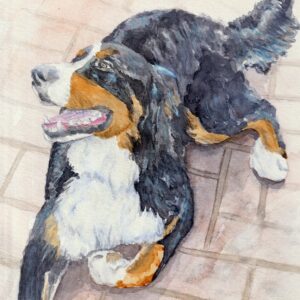 Bernese Mountain dog