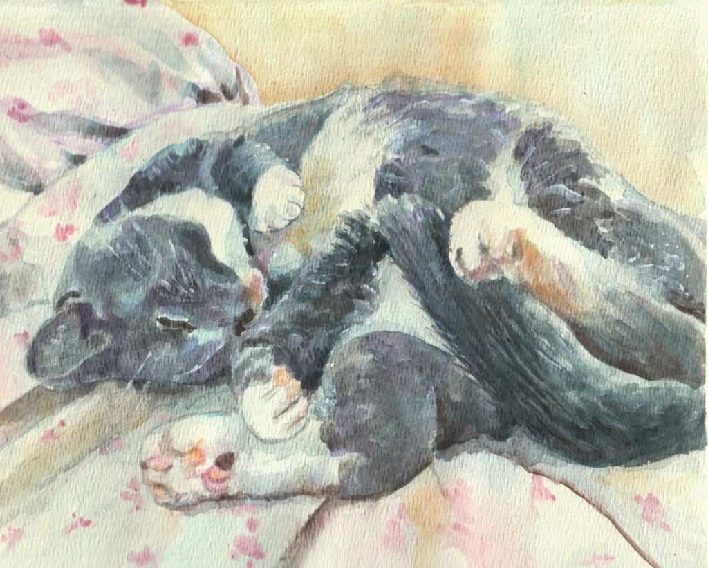 Gray and white cat sleeping