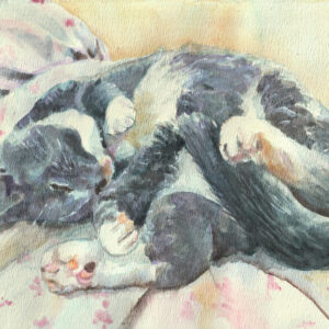 Gray and white cat sleeping