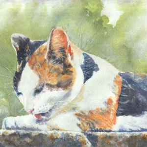 calico cat