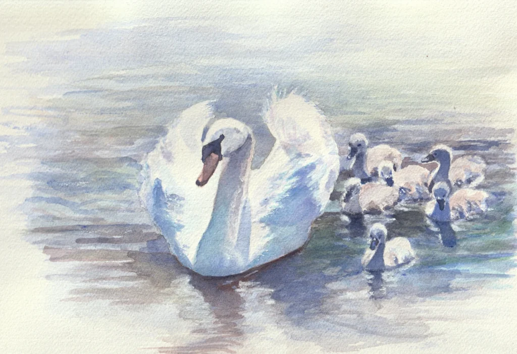 Swan with babies