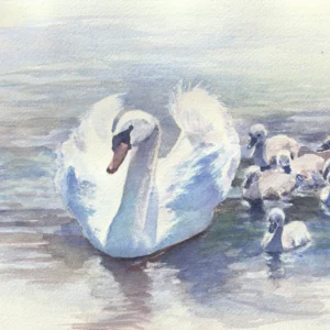 Swan with babies