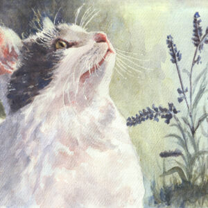 kitten cat gray and white portrait