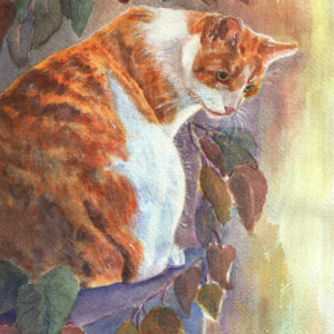 Orange and white Calico Cat