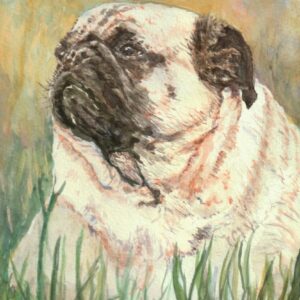 Pug Dog Portrait