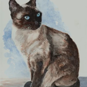 Siamese Cat