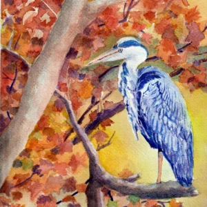 Blue Heron in the autumn