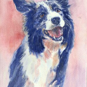 Border Collie, Irish Shepherd dog