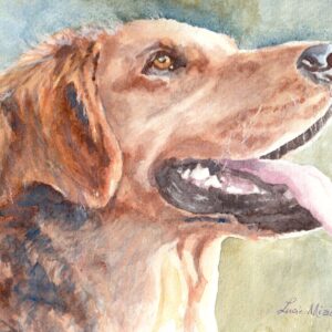 Golden Retriever portrait