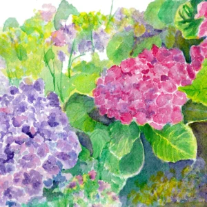 Hydrangea flowers
