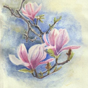 Magnolia flowers