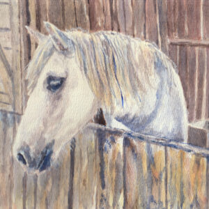 White horse in barn