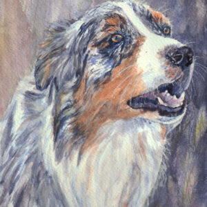 Australian Shepherd dog